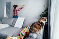 Focus on hone pet cat with blirred young woman doing measuring with a measure tape on the wall. Housekeeping work. Doing Royalty Free Stock Photo