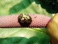 Focus honeydew on flower of Anthurium Plowmanii, Wave of Love with ladybugs and ant Royalty Free Stock Photo