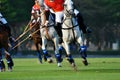 Focus the Horse in Polo match.