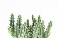 Focus on the Huernia pendula branch on a white background