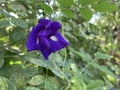 The focus image of butterfly pea, violet flower as natural background ep01