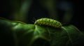 focus image of caterpillar walking on leaves