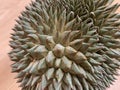 The focus image of durian spike fruit Royalty Free Stock Photo