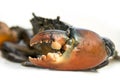 Large claw of Live Mud Crab Royalty Free Stock Photo