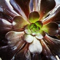 Aeonium Schwarzkopf Succulent Plant