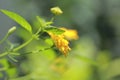 Focus on leaves and yellow flowers meadows