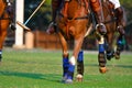 Focus the Leg Horse in Polo Matc Royalty Free Stock Photo