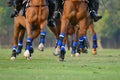 focus the leg of horse in polo match. Royalty Free Stock Photo