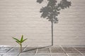 little green plant growing through from crack of pavement with long shadow of fully grown tree on surface of brick wall