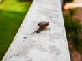 Focus little snail slow move Royalty Free Stock Photo