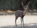 focus lovely deer that happy living with natural