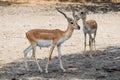 focus lovely deer that happy living with natural