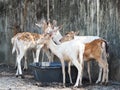 focus lovely deer that happy living with natural