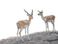 focus lovely deer that happy living natural with white background