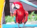 Focus lovely Parrot with blur background