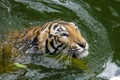 Focus on the Male tiger swimming in green.