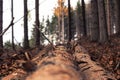 Focus on middle of felled trees trunks in forest Royalty Free Stock Photo