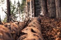 Focus on middle of felled trees trunks in forest Royalty Free Stock Photo