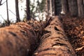 Focus on middle of felled trees trunks in forest Royalty Free Stock Photo