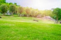 Focus nature green grass in golf court garden blur park on Sky, stone, palm tree background. Low angle shot style. Royalty Free Stock Photo