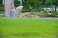 Focus nature green grass in golf court garden blur park on Sky, stone, palm tree background. Low angle shot style. Royalty Free Stock Photo