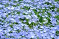 Focus Nemophila garden, Nemophila full bloom in blue purple in Hitachi seaside park in spring season, Hill of Nemophila flowers, B Royalty Free Stock Photo