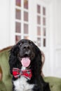 Focus on the nose. Dog spaniel in a red bow tie in the interior of the light room. Pet is three years old sitting on a Royalty Free Stock Photo