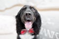 Focus on the nose. Dog spaniel in a red bow tie in the interior of the light room. Pet is three years old sitting on a Royalty Free Stock Photo