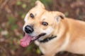 Focus on the nose of a happy, light colored dog in the forest