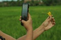 Smartphone photographer at work. Capturing two little daisy flower in hand with blurry rural view background. Royalty Free Stock Photo