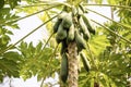Focus papaya fruit on tree from bottom view background.