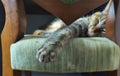 Focus on the paw of a cat sleeping on a green fabric chair inside