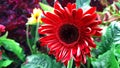 Focus on the perfectly blooming sunflowers dominantly red