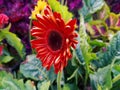 Focus on the perfectly blooming sunflowers dominantly red