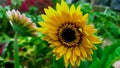 Focus on the perfectly blooming sunflowers dominantly yellow