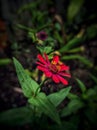 Focus Photo Of Daisy Flower Background