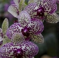 focus of photos of orchids orchids are beautiful flowers for display in front of the house or in the garden Royalty Free Stock Photo