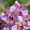 focus of photos of orchids orchids are beautiful flowers for display in front of the house or in the garden Royalty Free Stock Photo