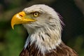 Profile view of a proud bald eagle. Royalty Free Stock Photo