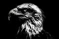 The head of a bald eagle in black and white with high contrast. Royalty Free Stock Photo