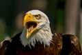 A bald eagle screams excitedly. Royalty Free Stock Photo