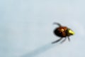 Focus on pin head above a defocused Japanese beetle specimen in an insect collection