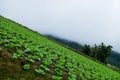 Focus plant glowing from the soil with view of mountain