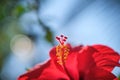 Focus on pollen Red Chinese Hibiscus, China rose, Hawaiian hibiscus Royalty Free Stock Photo