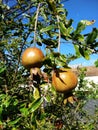 Focus on Pomegranate fruits on tree