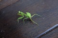 Focus of Preying Mantis Mantid Mantises Royalty Free Stock Photo