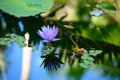 Focus of a purple lotus in a water surrounded with green leaves and lily pads Royalty Free Stock Photo