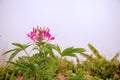 Focus purple spider flower in the garden blur background.