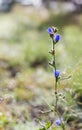 Focus on purple wildflower with webs in the morning Royalty Free Stock Photo