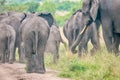 A herd of elephants in Queen Elizabeth National Park, Uganda. Royalty Free Stock Photo
